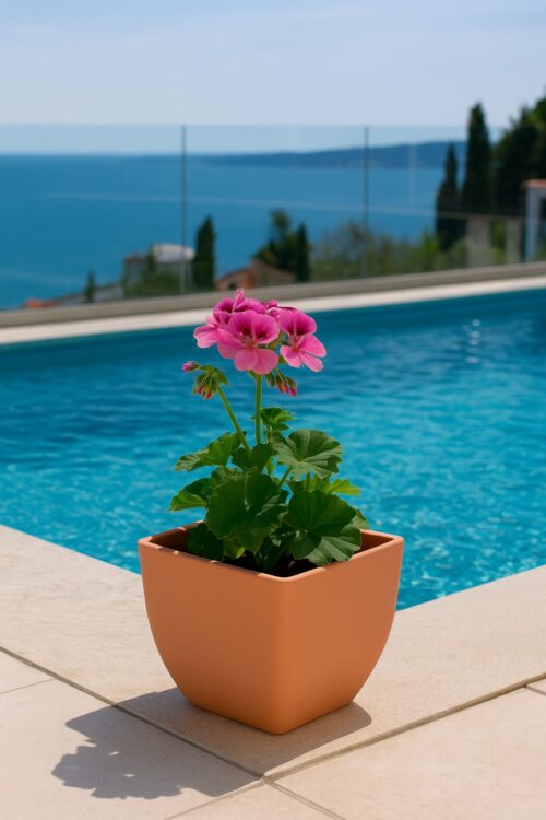 SERIJA 50 – NAPOLI SERIJA 50 – NAPOLI