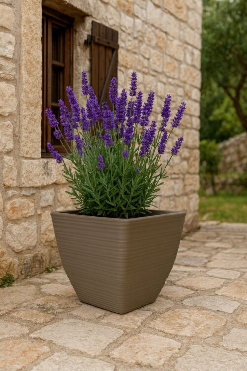 SERIJA 53 – BOLOGNA