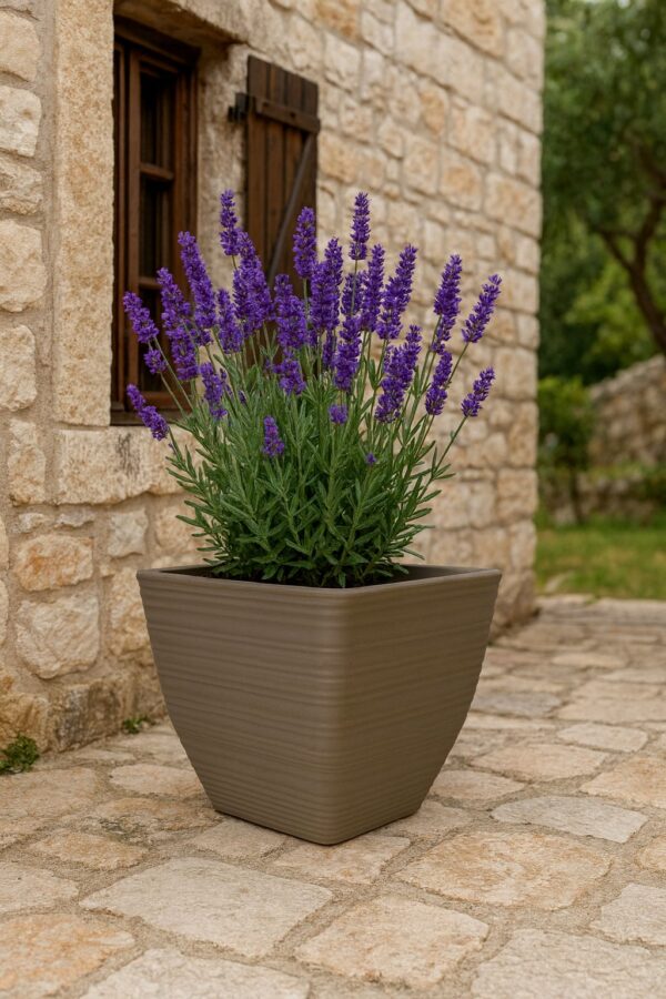 SERIJA 53 – BOLOGNA